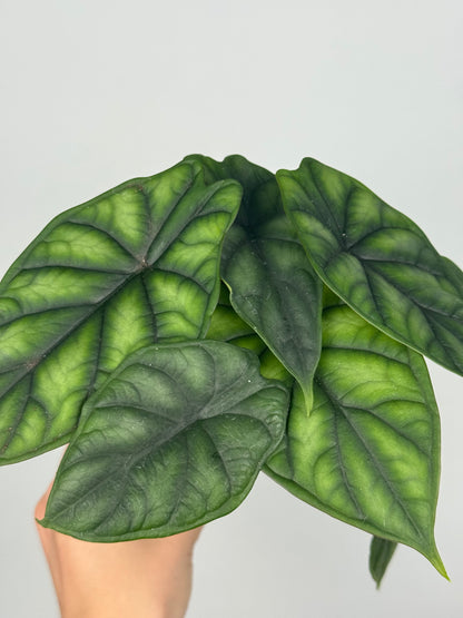 Alocasia Dragon Scale