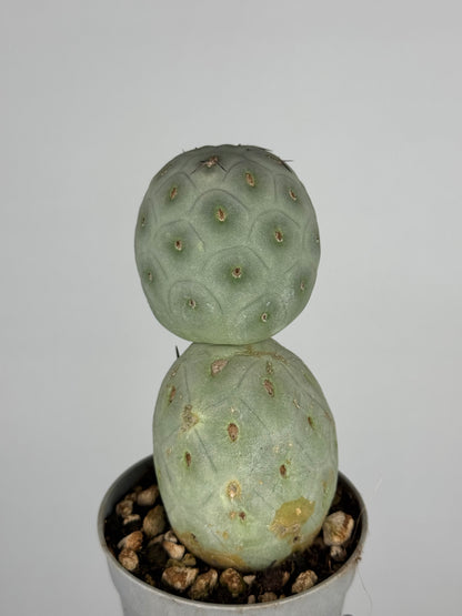 Tephrocactus geometricus