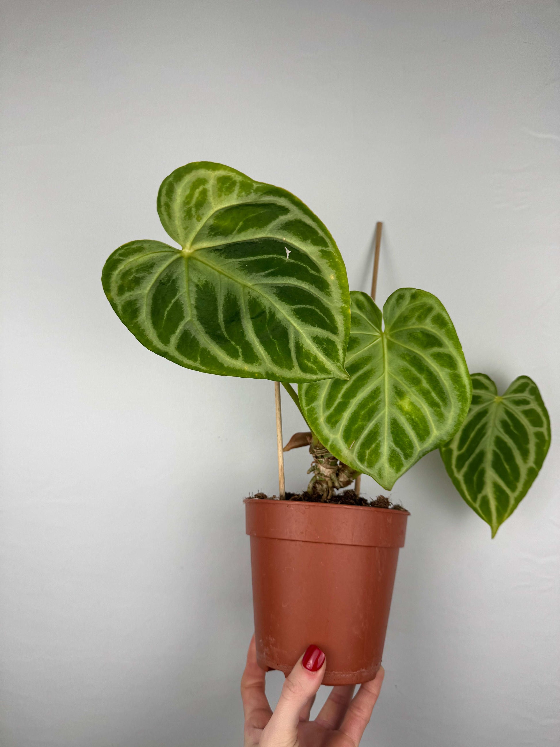 Anthurium “Crystal Hope” | Ugo