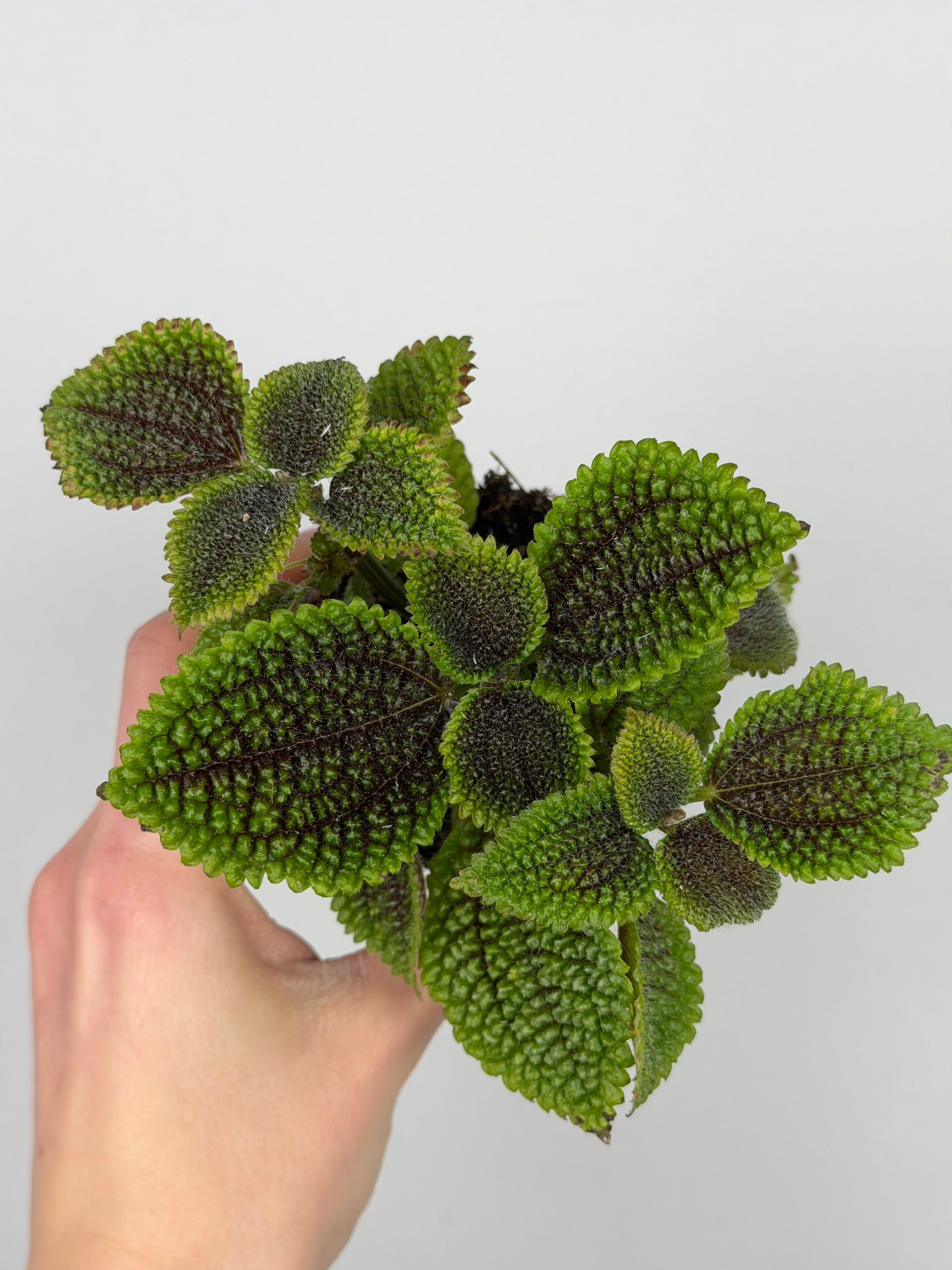 Pilea mollis 'Moon Valley' Pilea Tropical Corner