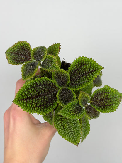 Pilea mollis 'Moon Valley' Pilea Tropical Corner