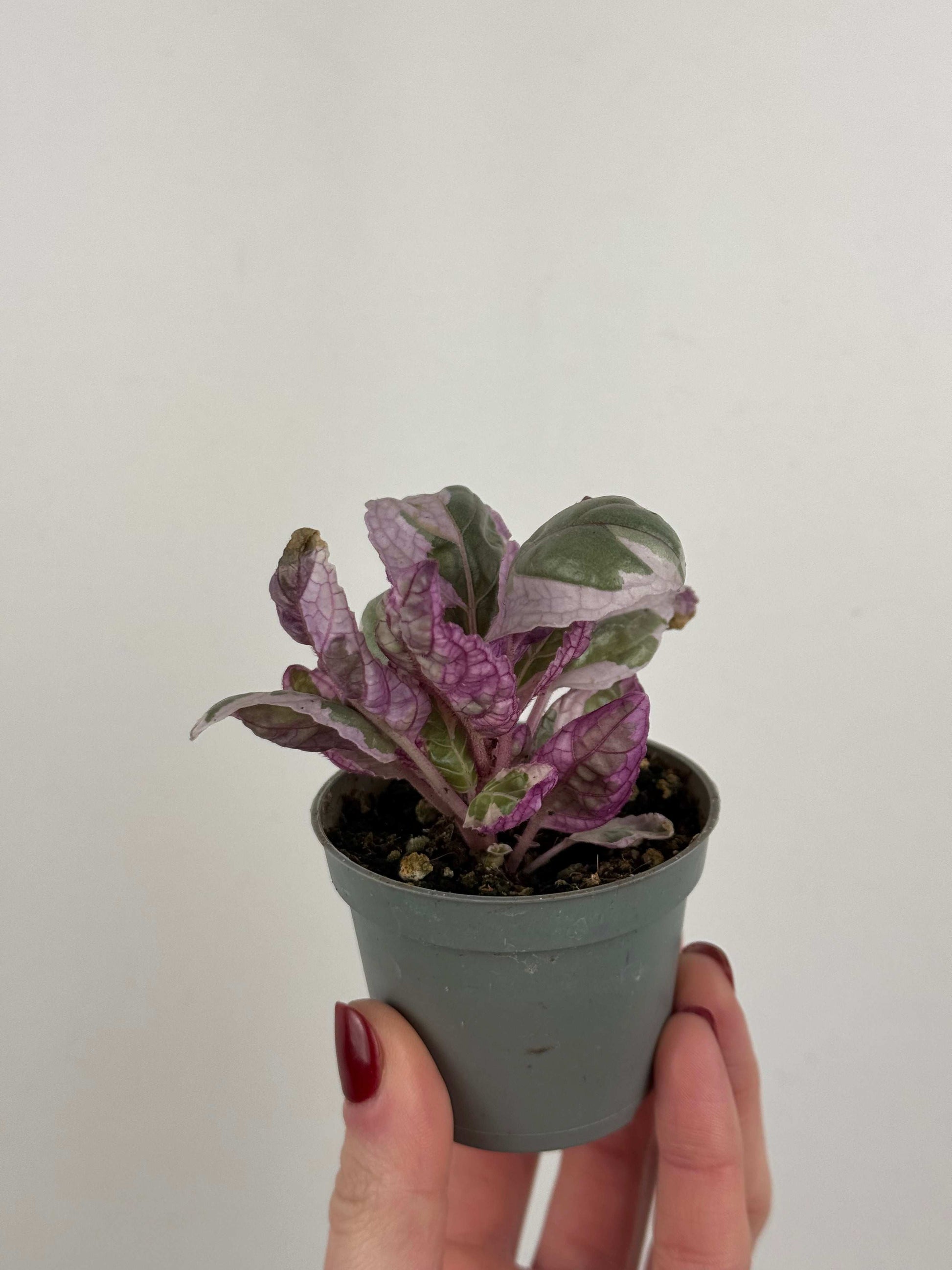 Hemigraphis alternata “Snow white”