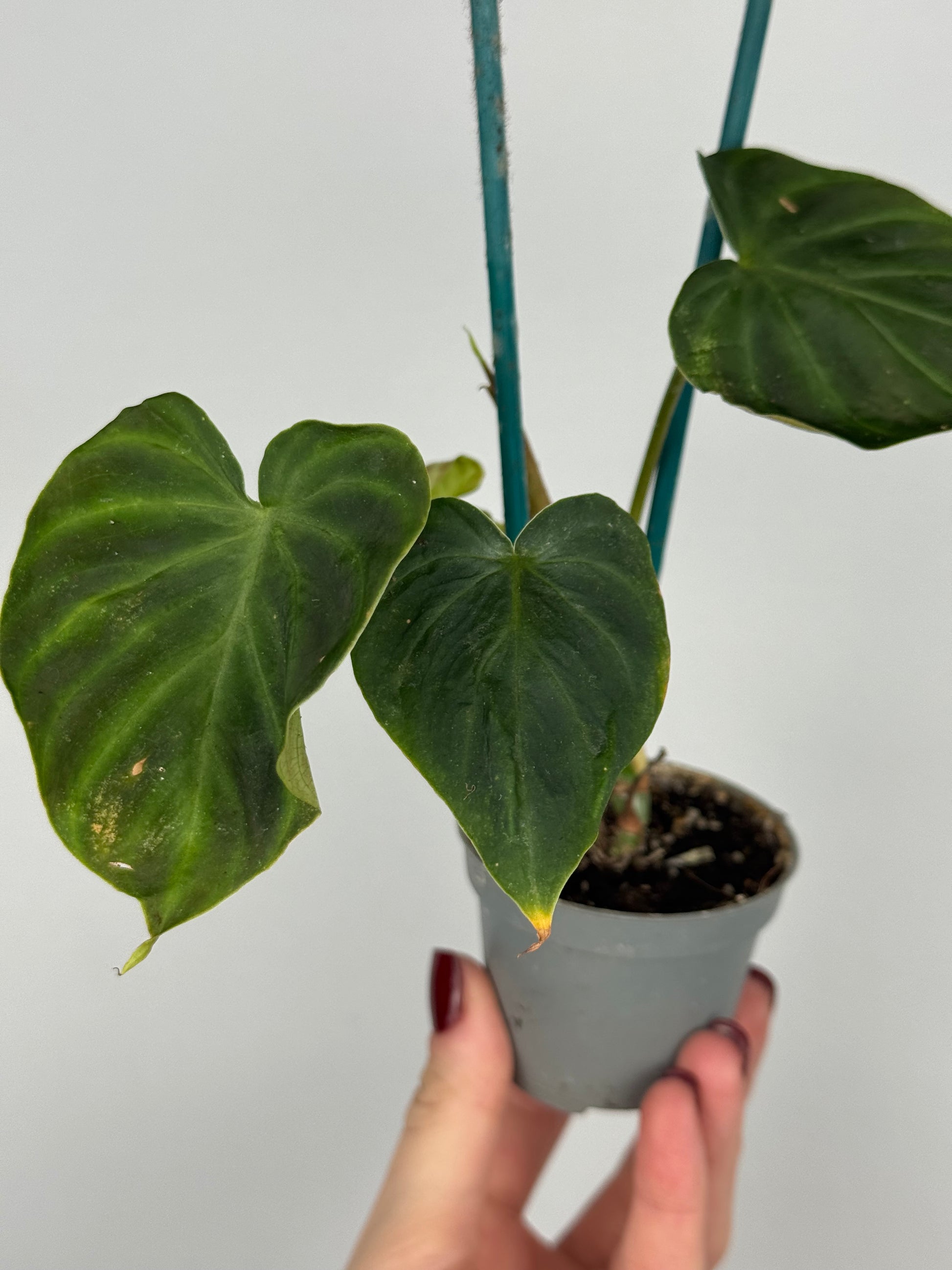 Philodendron El Choco Red | Nilo