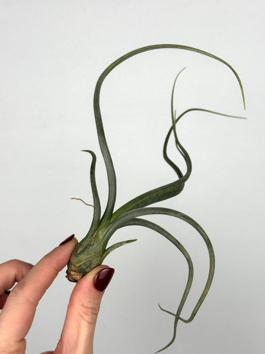 Tillandsia 'Baileyi'