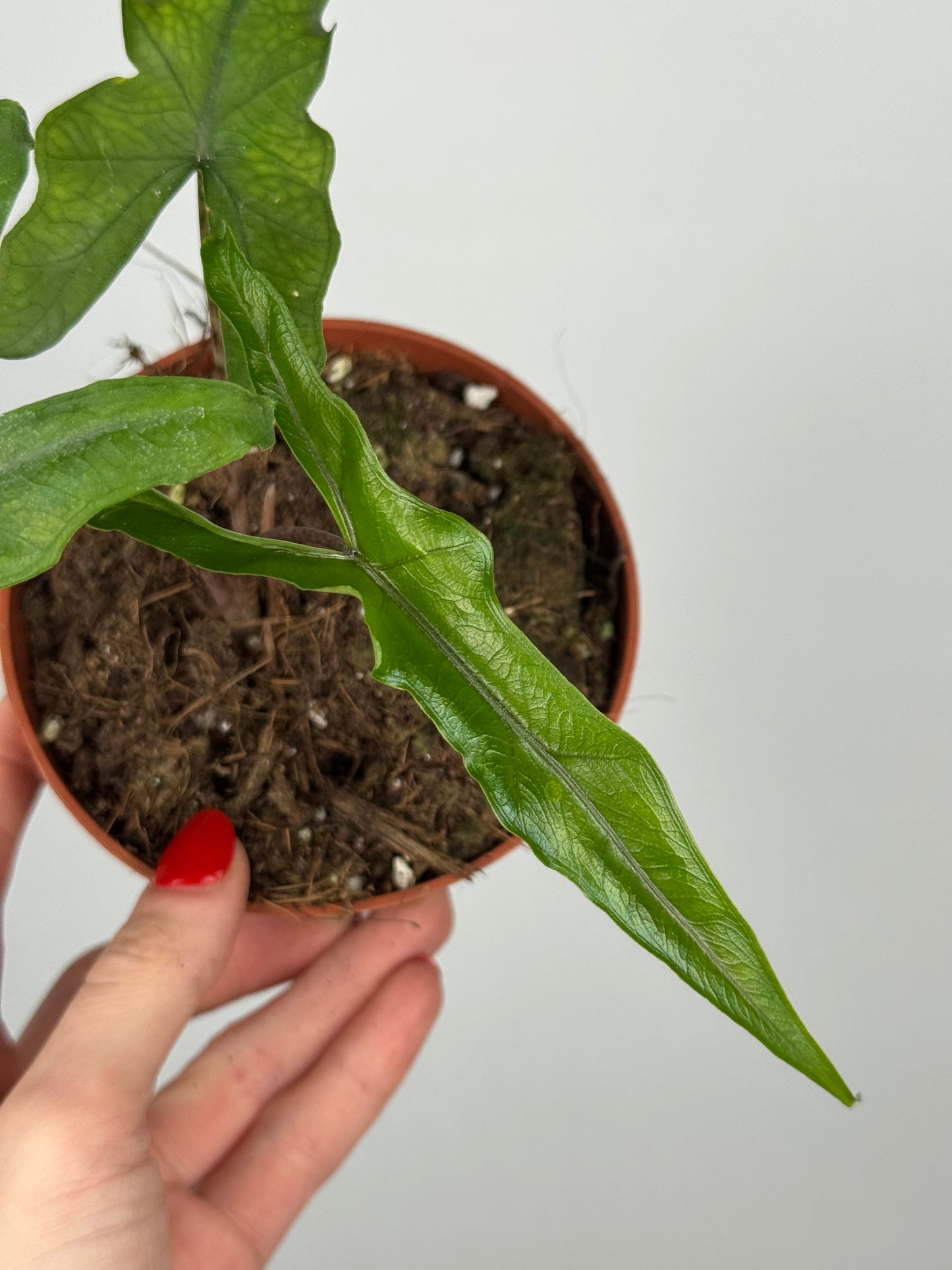 Alocasia Sabrina Narrow
