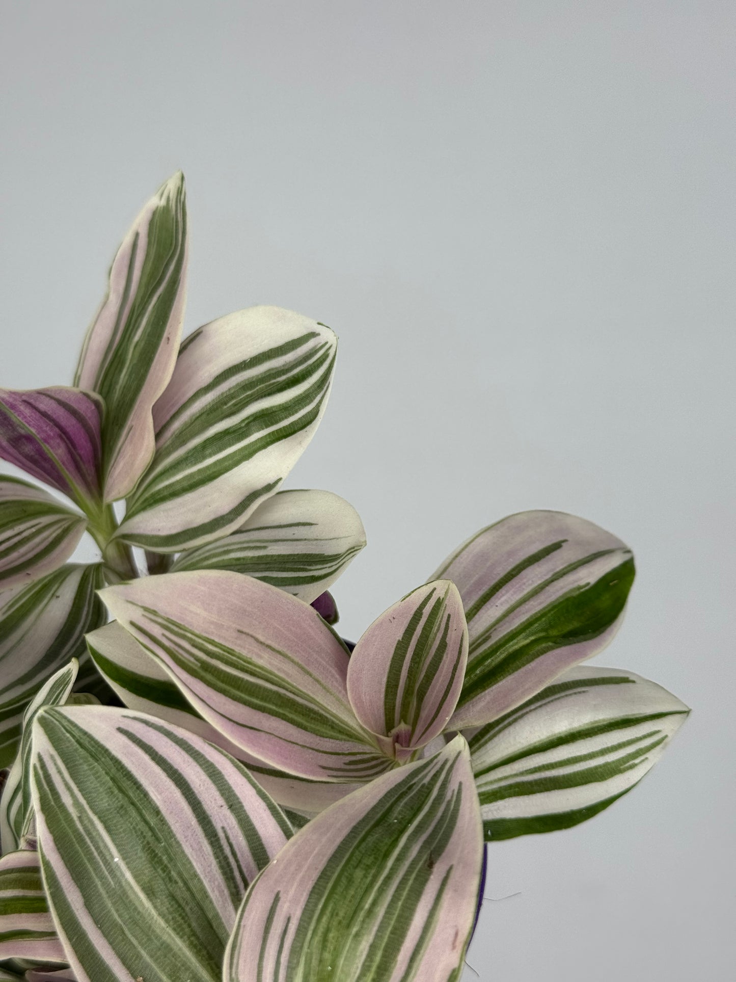 Tradescantia Unicorn