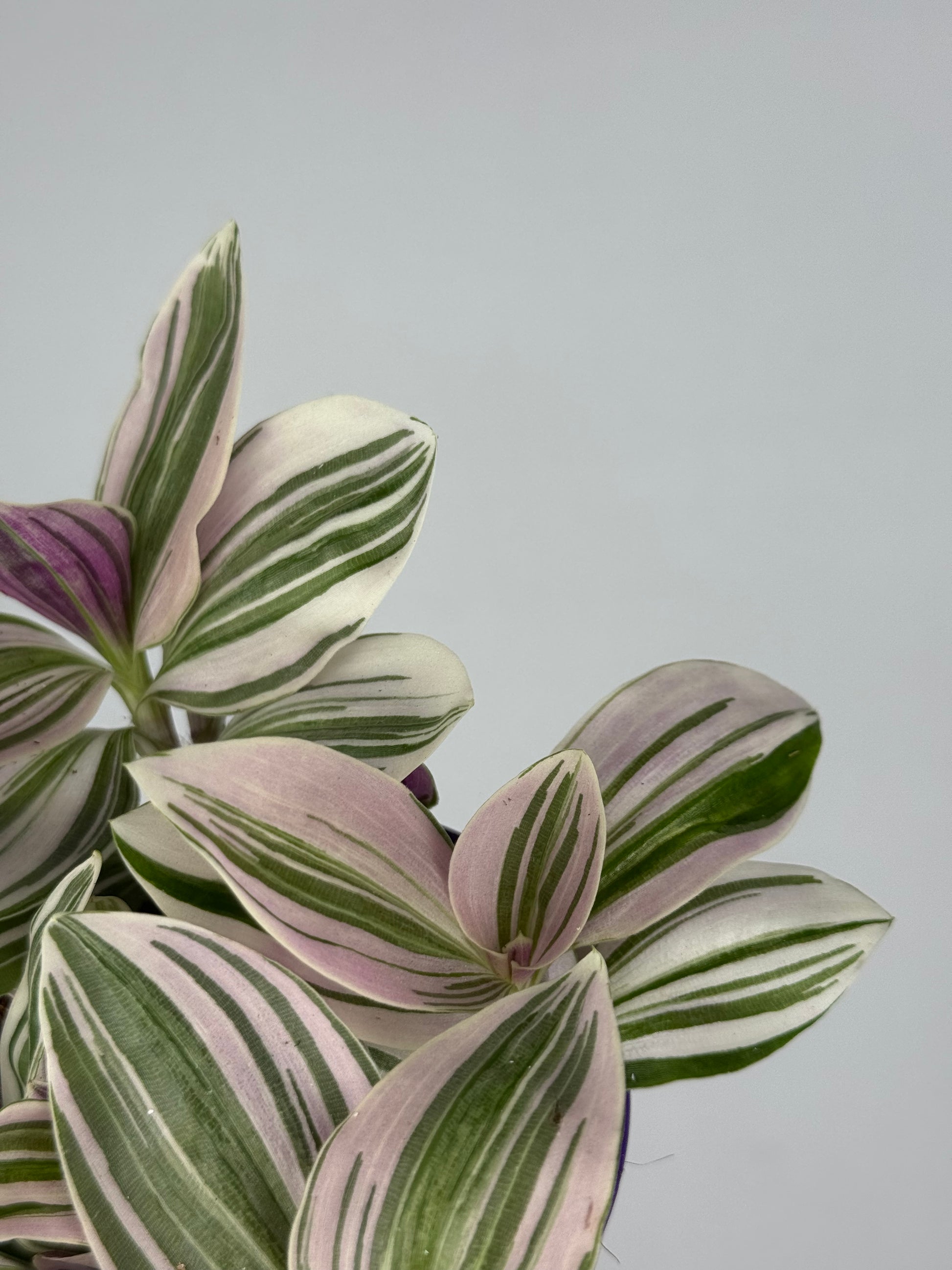 Tradescantia Unicorn