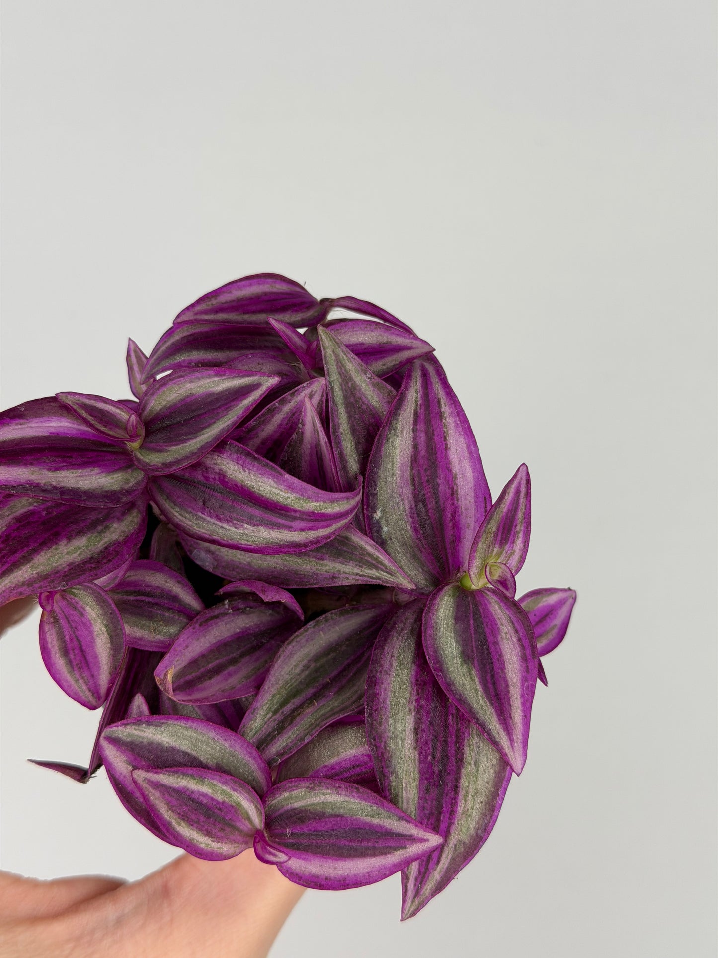 Tradescantia 'Pink Paradise'