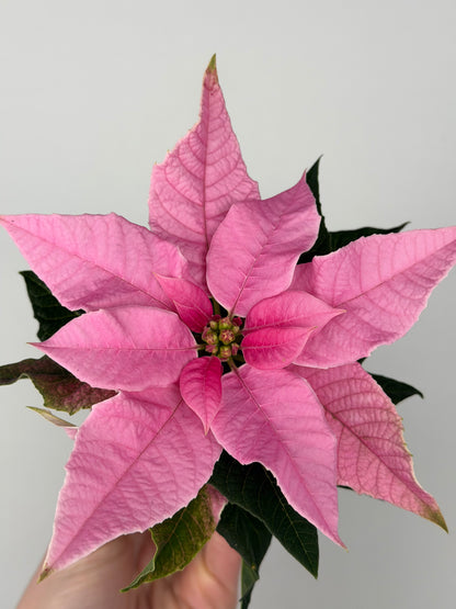 Euphorbia pul. Princettia Pink