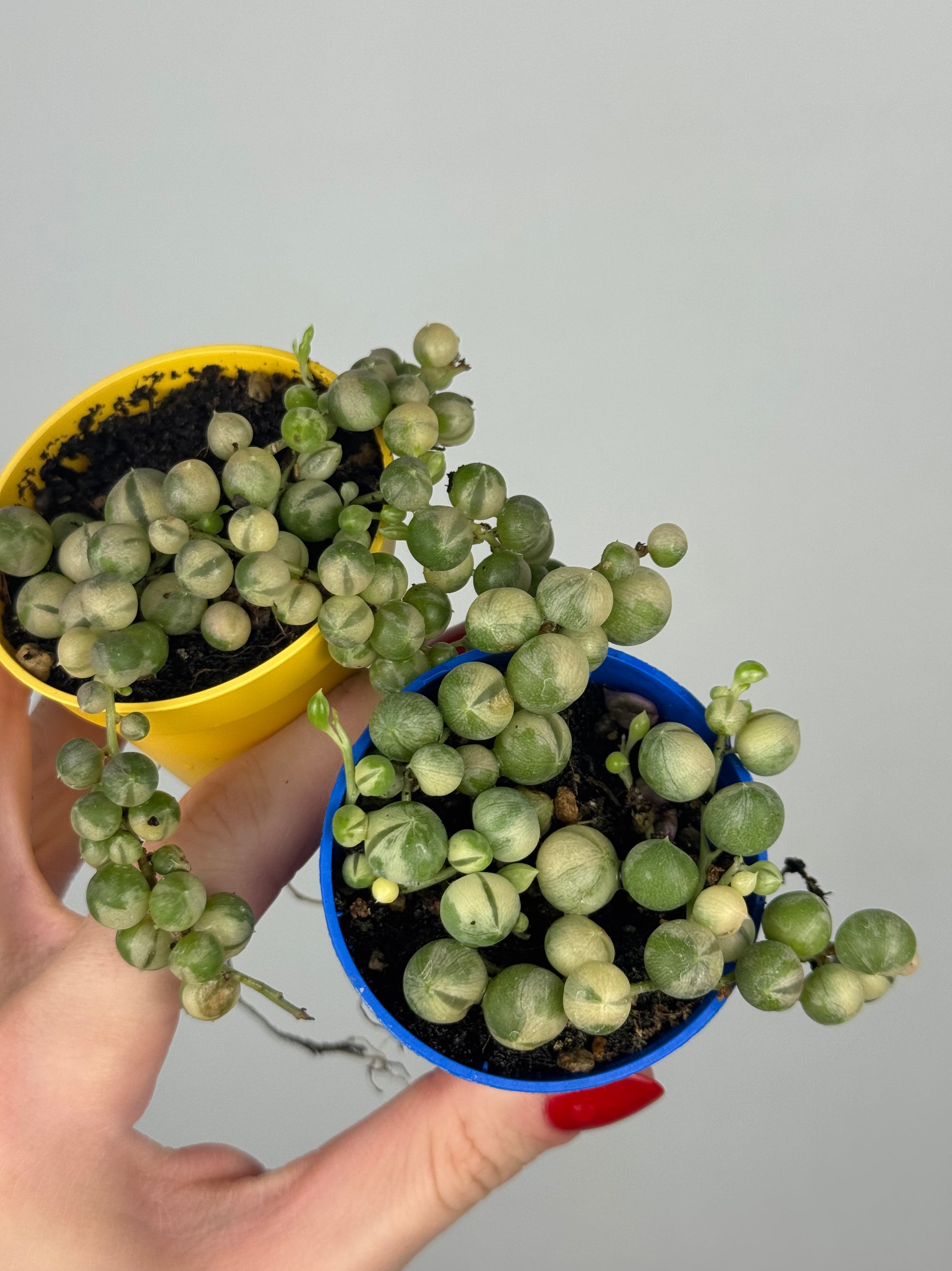 Senecio rowleyanus Variegata