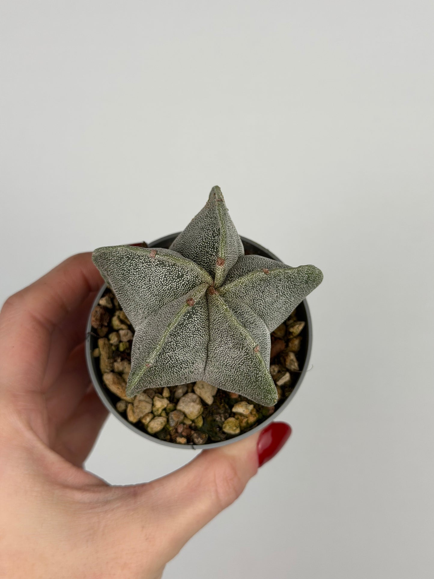 Astrophytum myriostigma