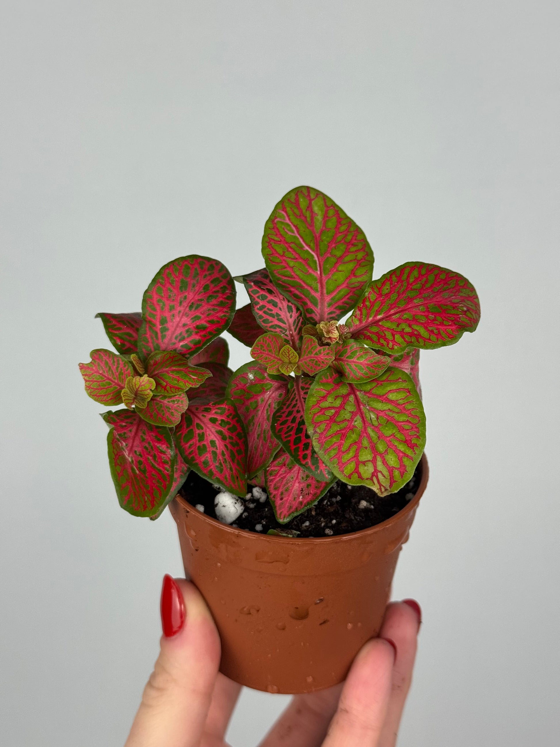 Fittonia “Skeleton”