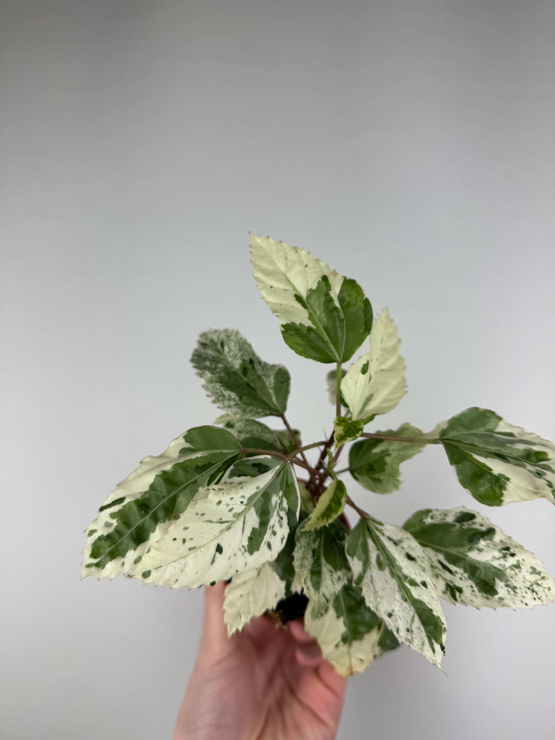 Hibiscus rosa-sinensis “Variegata”