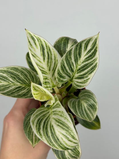 philodendron green leaves white veins Philodendron 'White Veins' – Tropical Corner