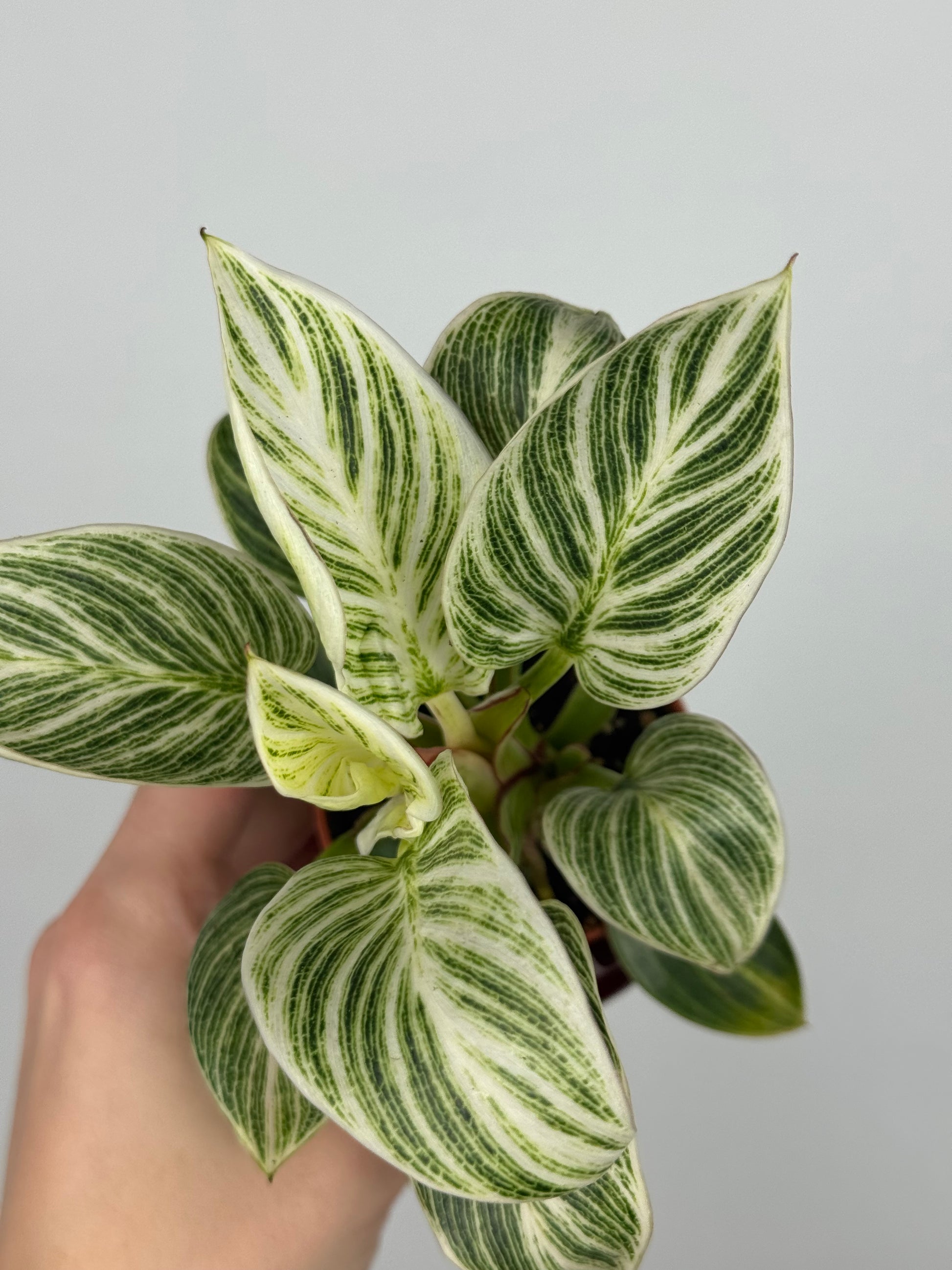 Philodendron 'White Veins'