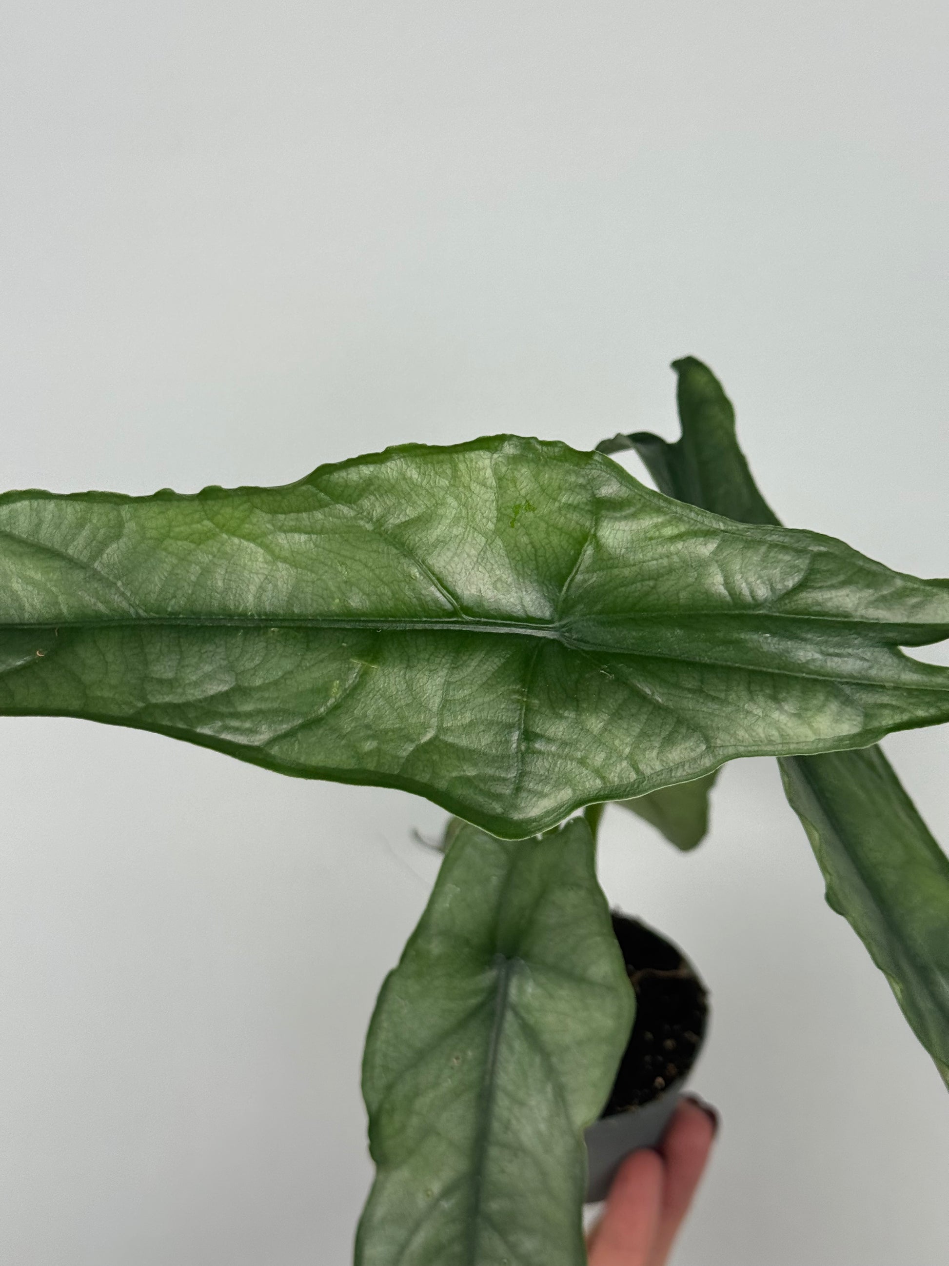 Alocasia heterophylla 'Dragon's Breath'