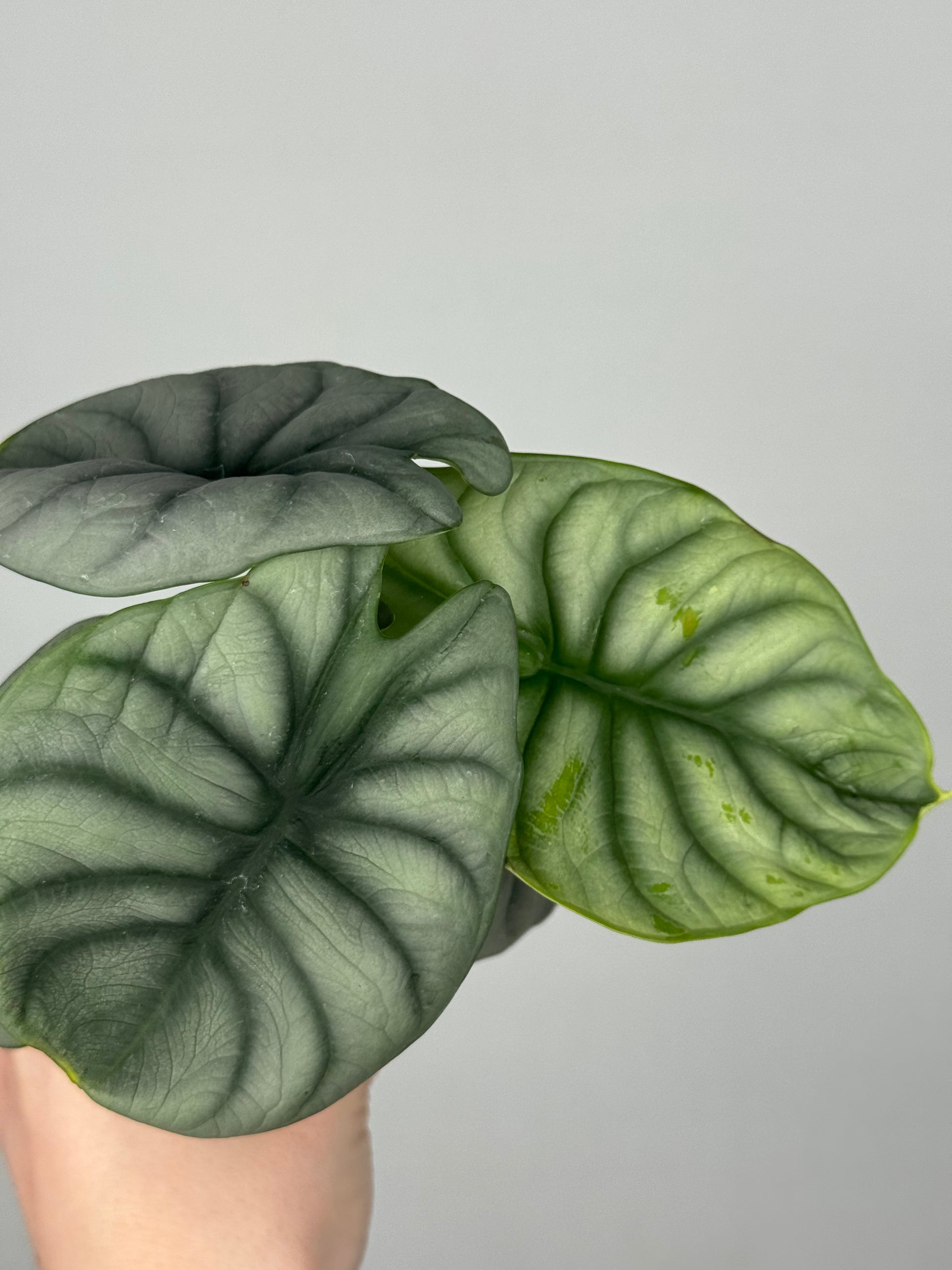 Alocasia “Silver Dragon”
