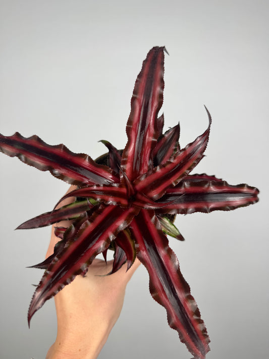 Cryptanthus Bivittatus “Ruby” Red Star