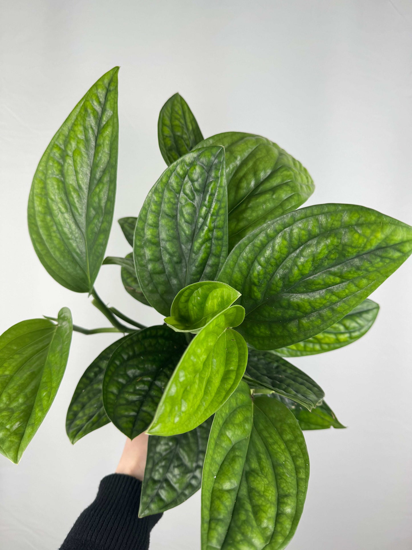 Epipremnum pinnatum “Marble Planet”
