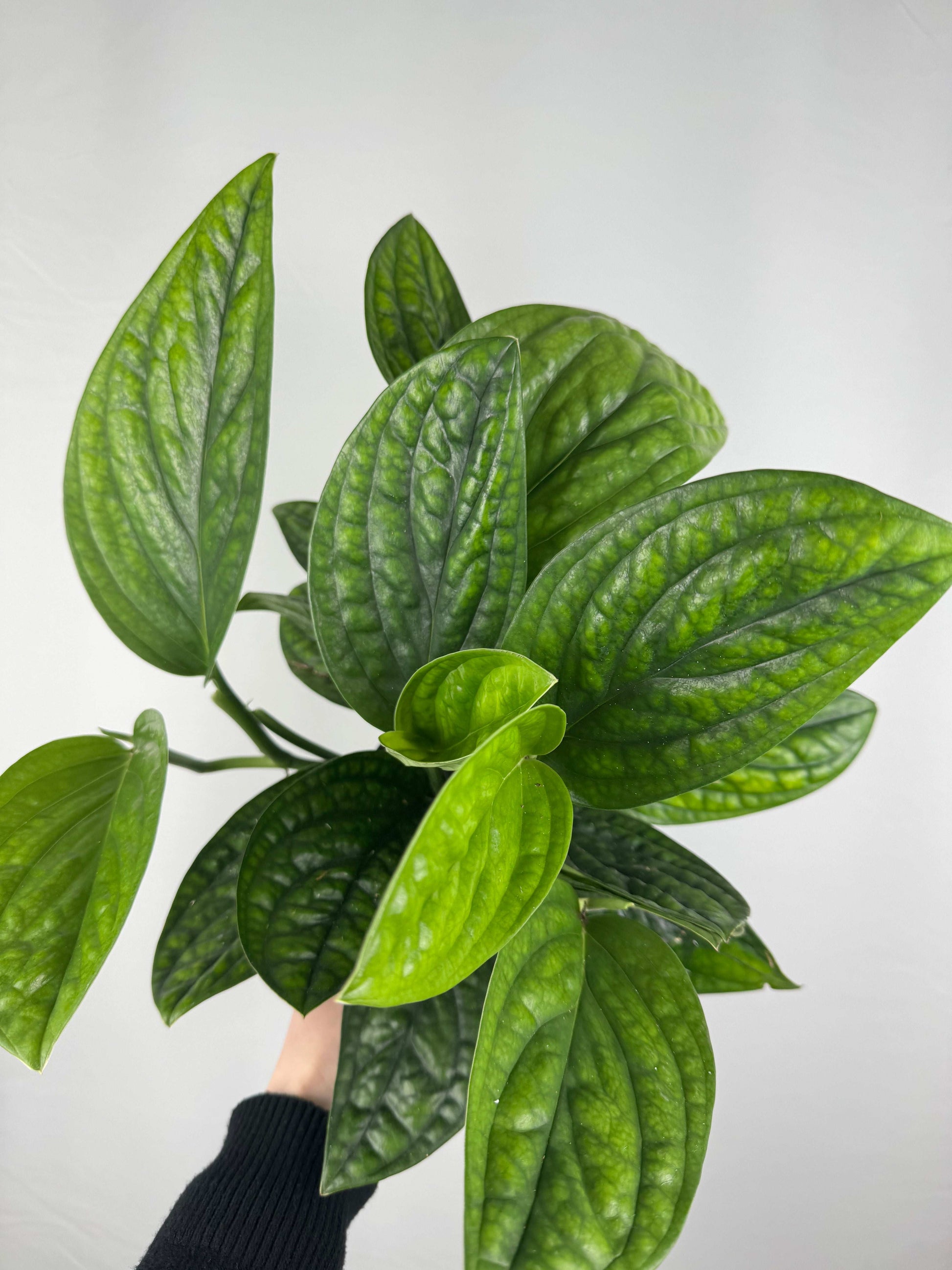 Epipremnum pinnatum “Marble Planet”