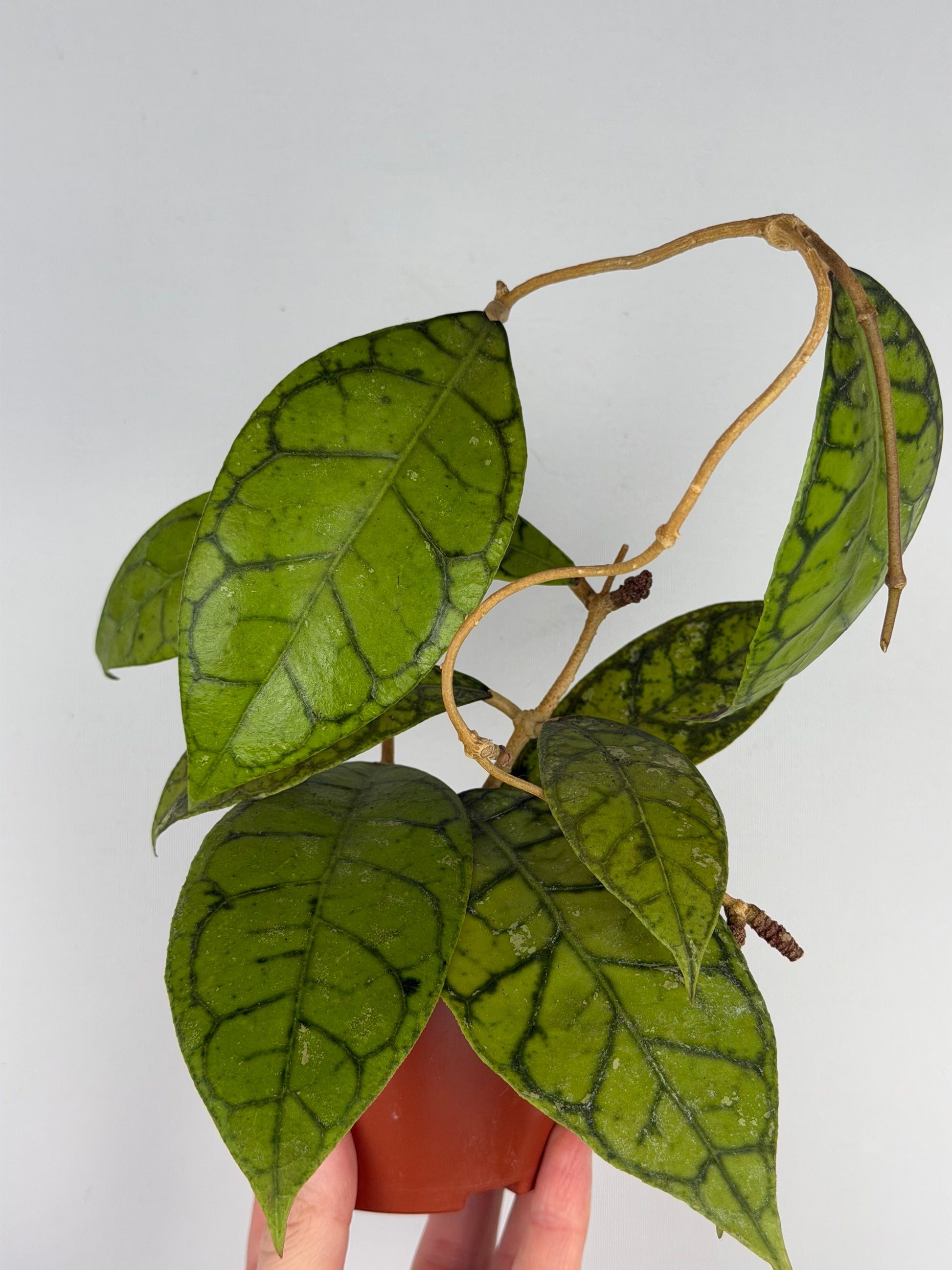 Hoya Callistophylla 'KAL 16' Hoya Tropical Corner