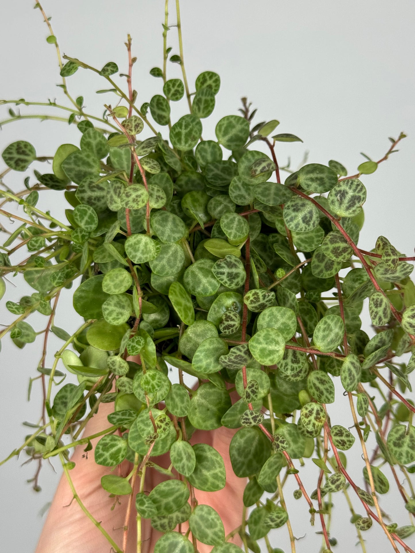 Peperomia Prostrata