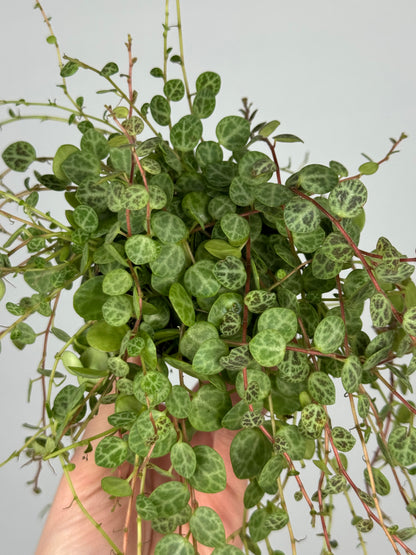 Peperomia Prostrata