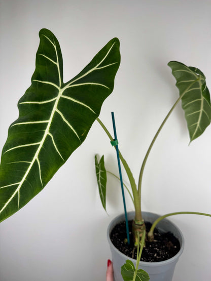 Alocasia Micholitziana Frydek | Alice