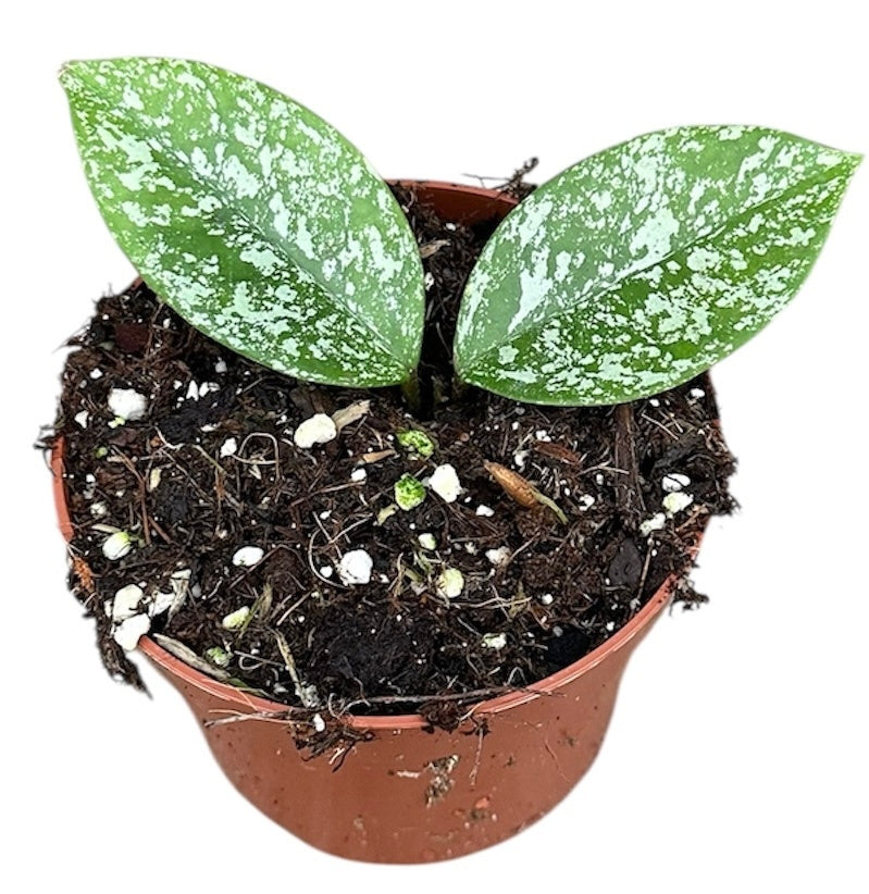 Hoya Parasitica 'Splash' Hoya Tropical Corner