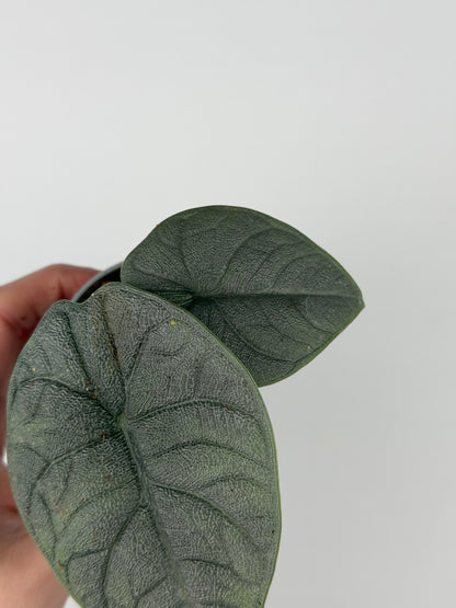 Alocasia Melo