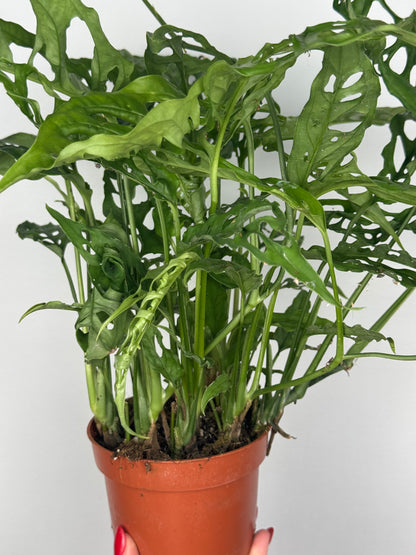Monstera Obliqua "Perù"