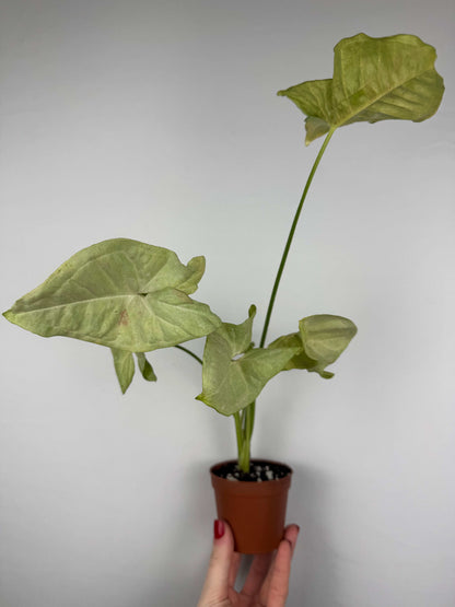 Syngonium Milk Confetti | Paolo