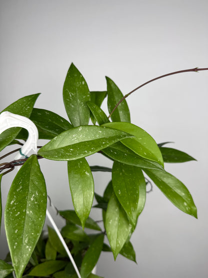 Hoya Pubicalyx