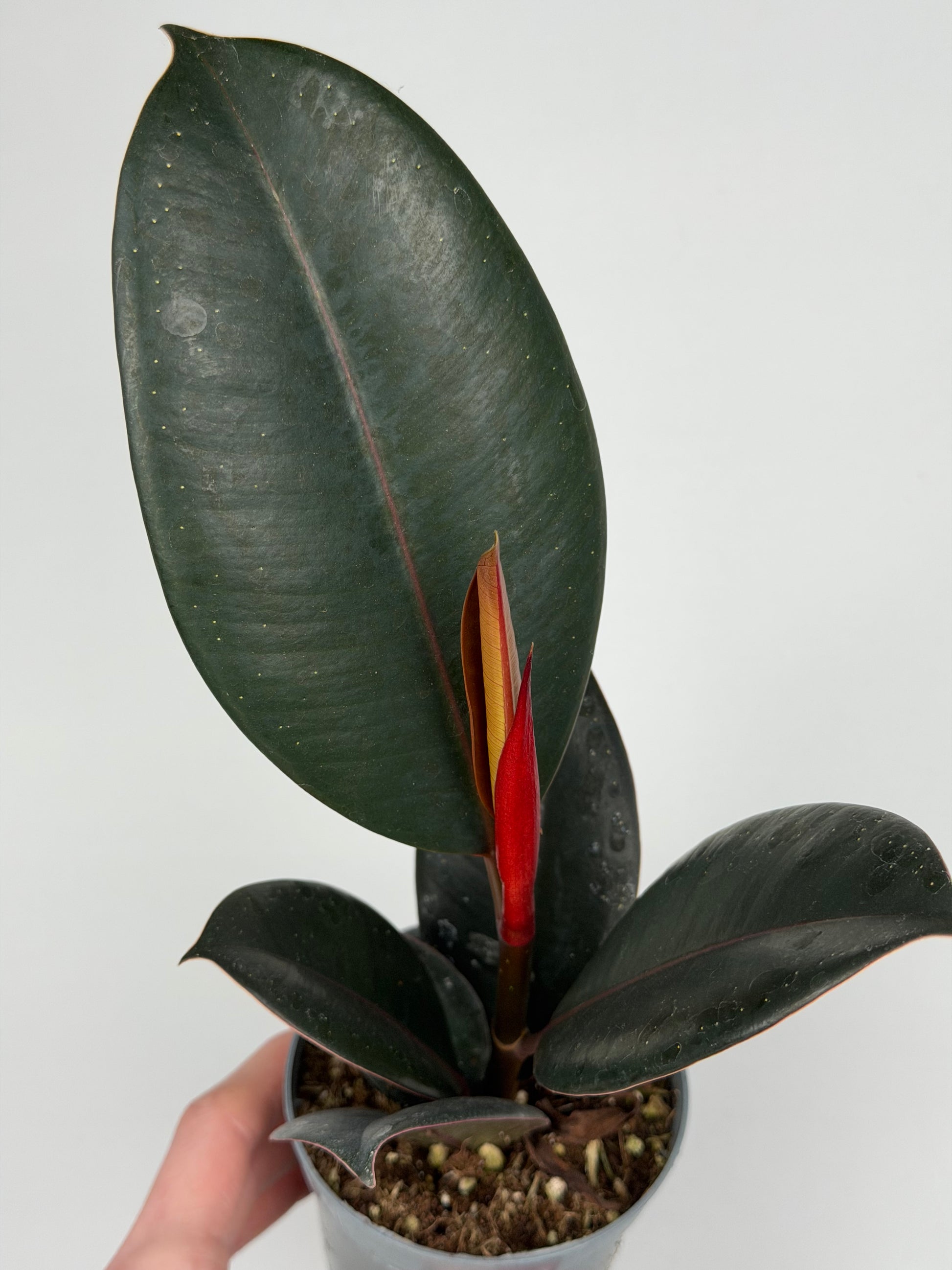 Ficus Elastica “Abidjan”