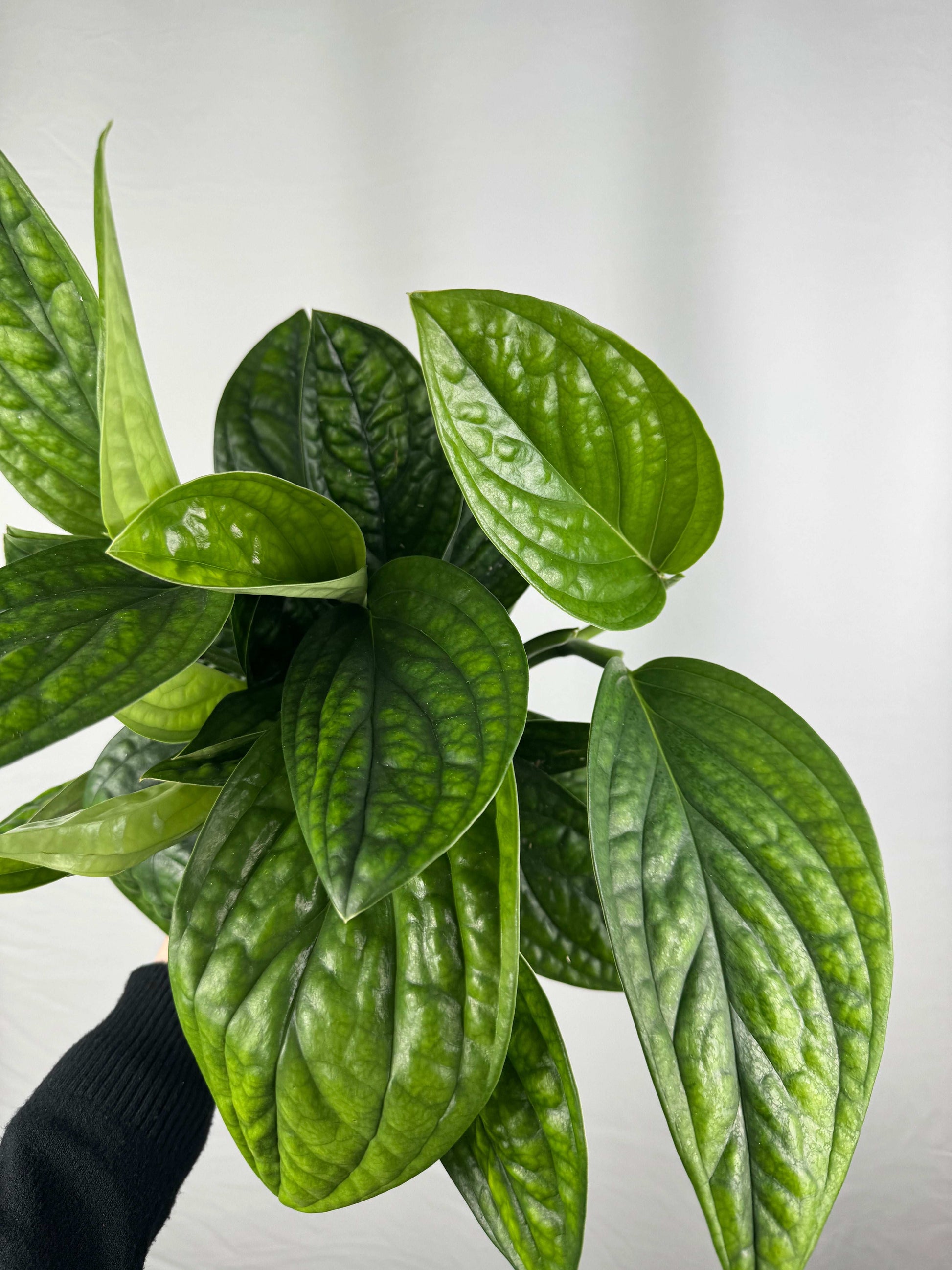 Epipremnum pinnatum “Marble Planet”