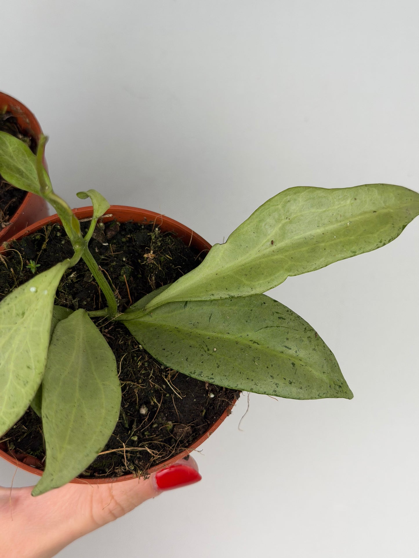 Hoya New Guinea Ghost