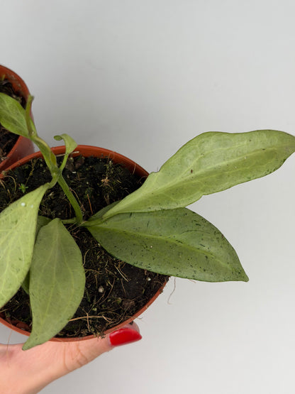 Hoya New Guinea Ghost