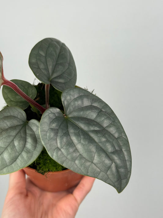 Anthurium Luxurians