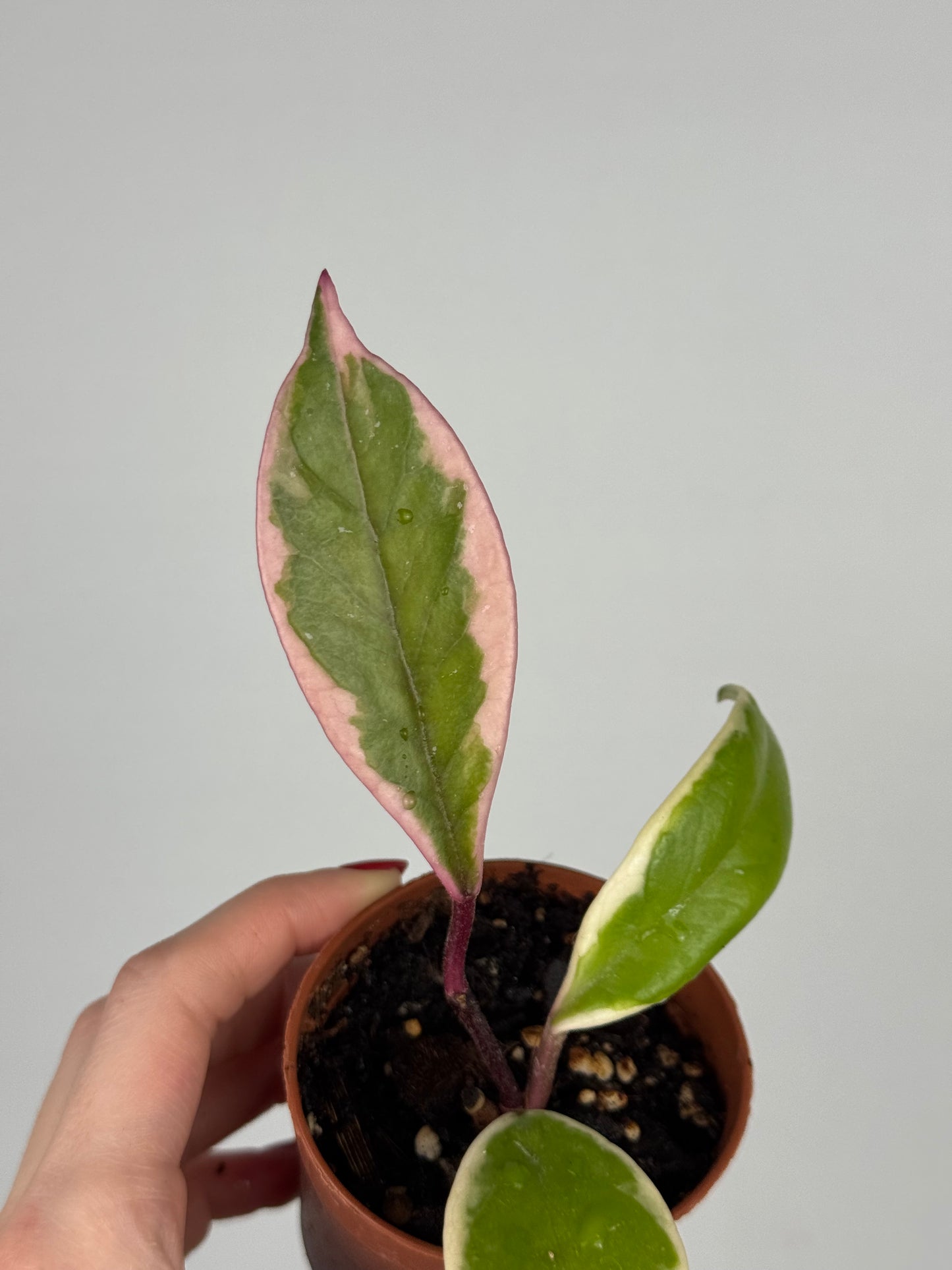 Hoya Flamingo Dream | Julie