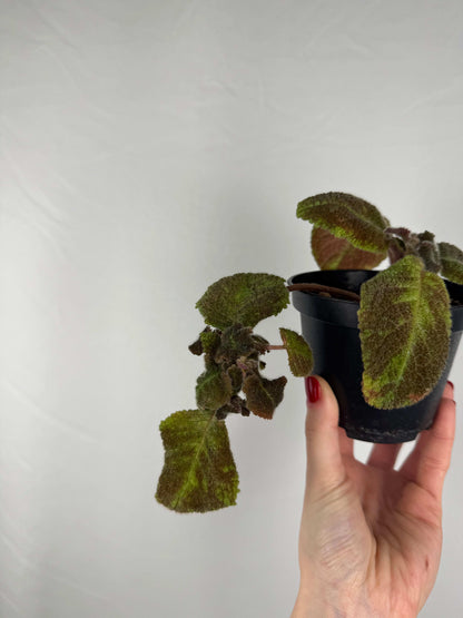 Episcia “Emerald Velvet” |  Clara