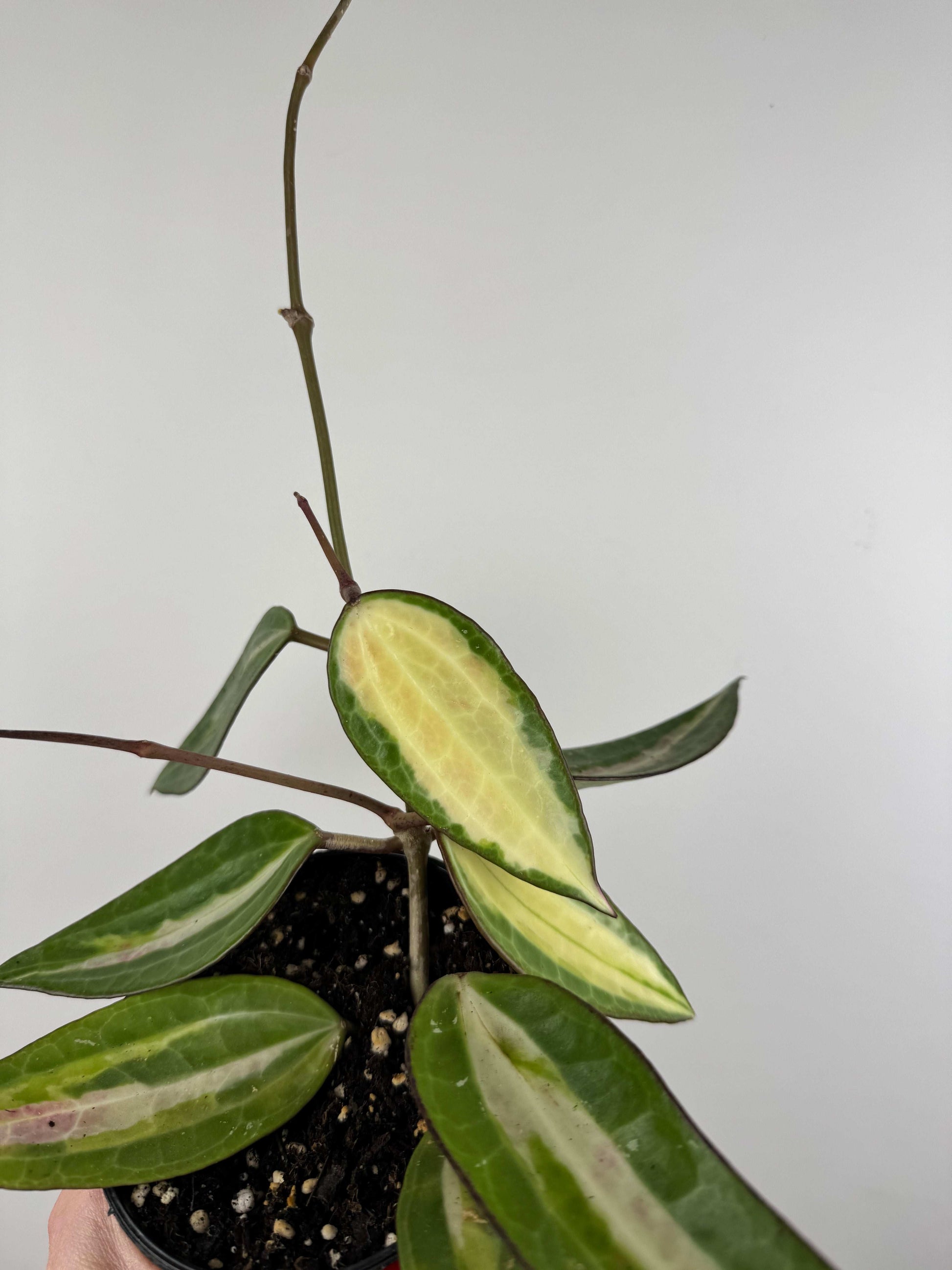 Hoya Latifolia “Pot of Gold”