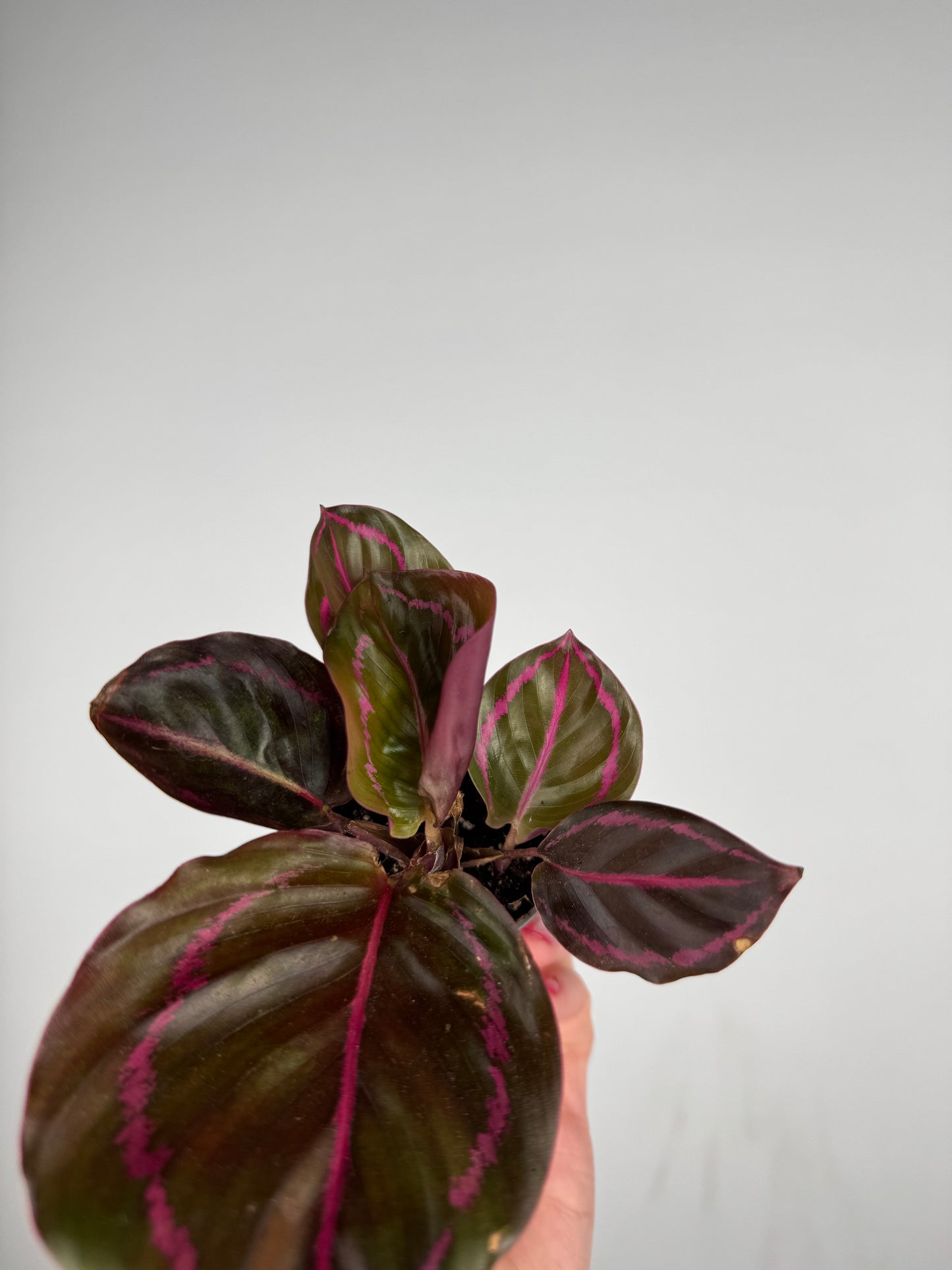 Calathea Roseopicta “Dottie” | Katia