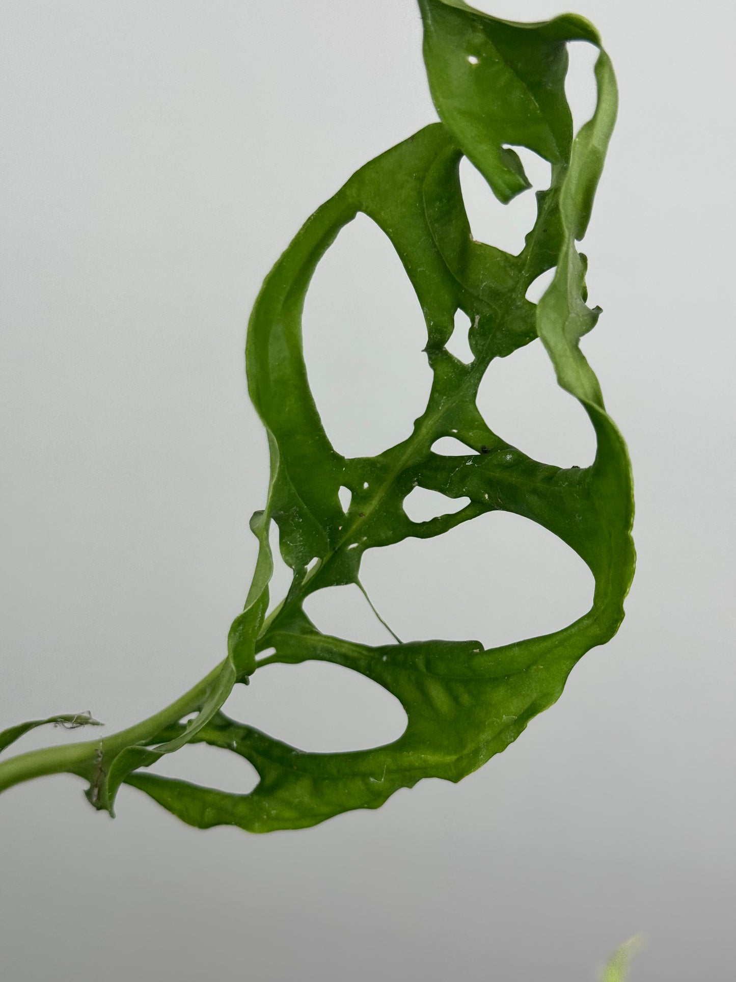 Monstera Obliqua "Perù"