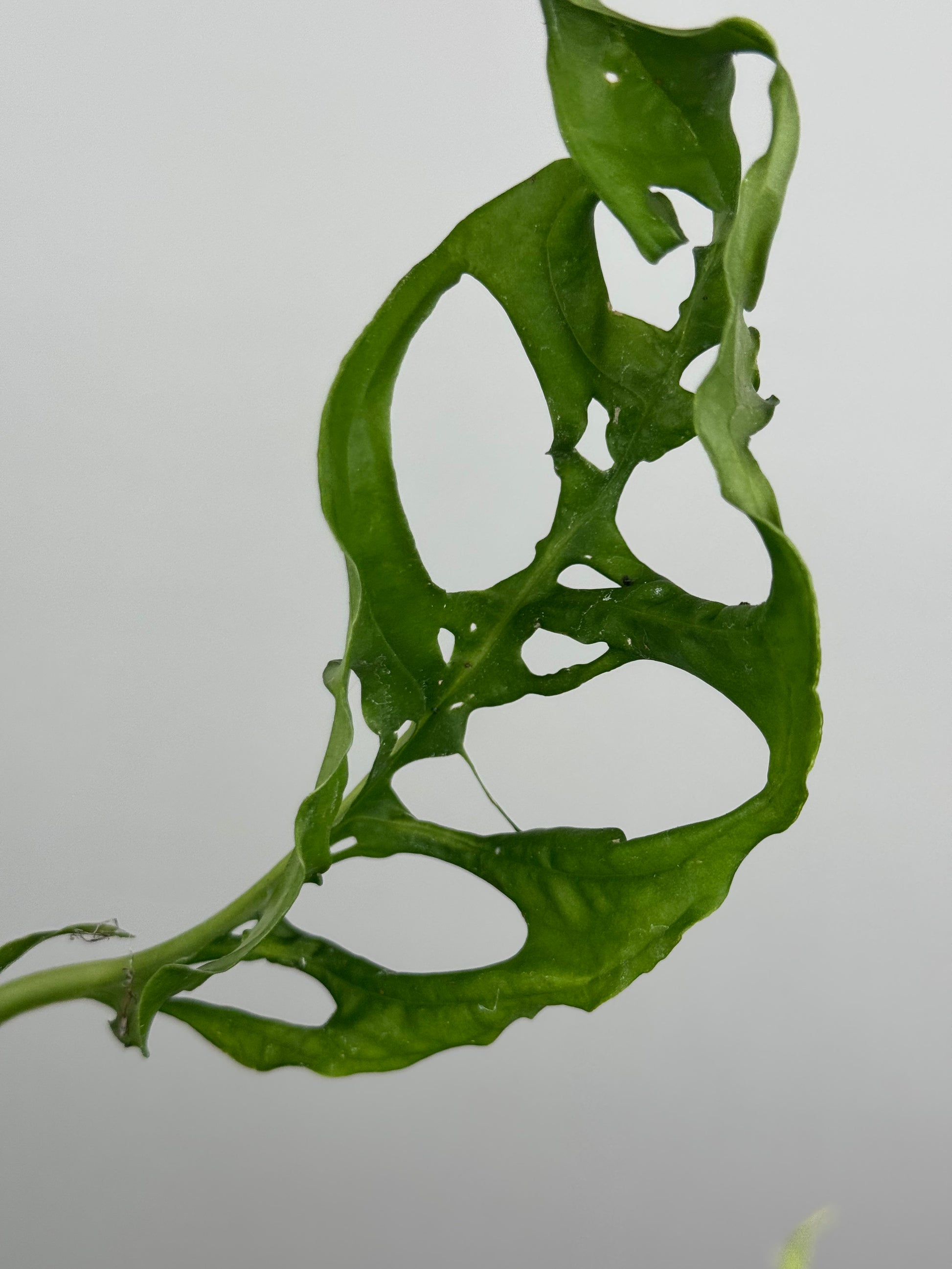 Monstera Obliqua "Perù"
