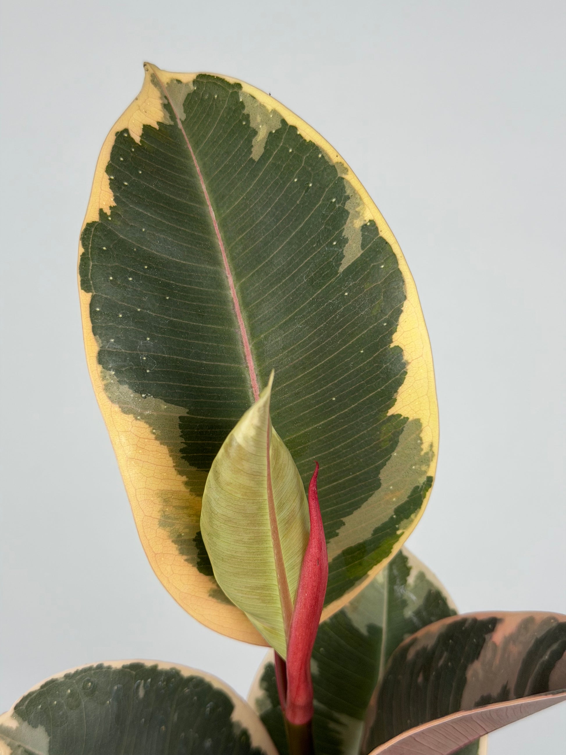 Ficus Elastica 'El Tineke'