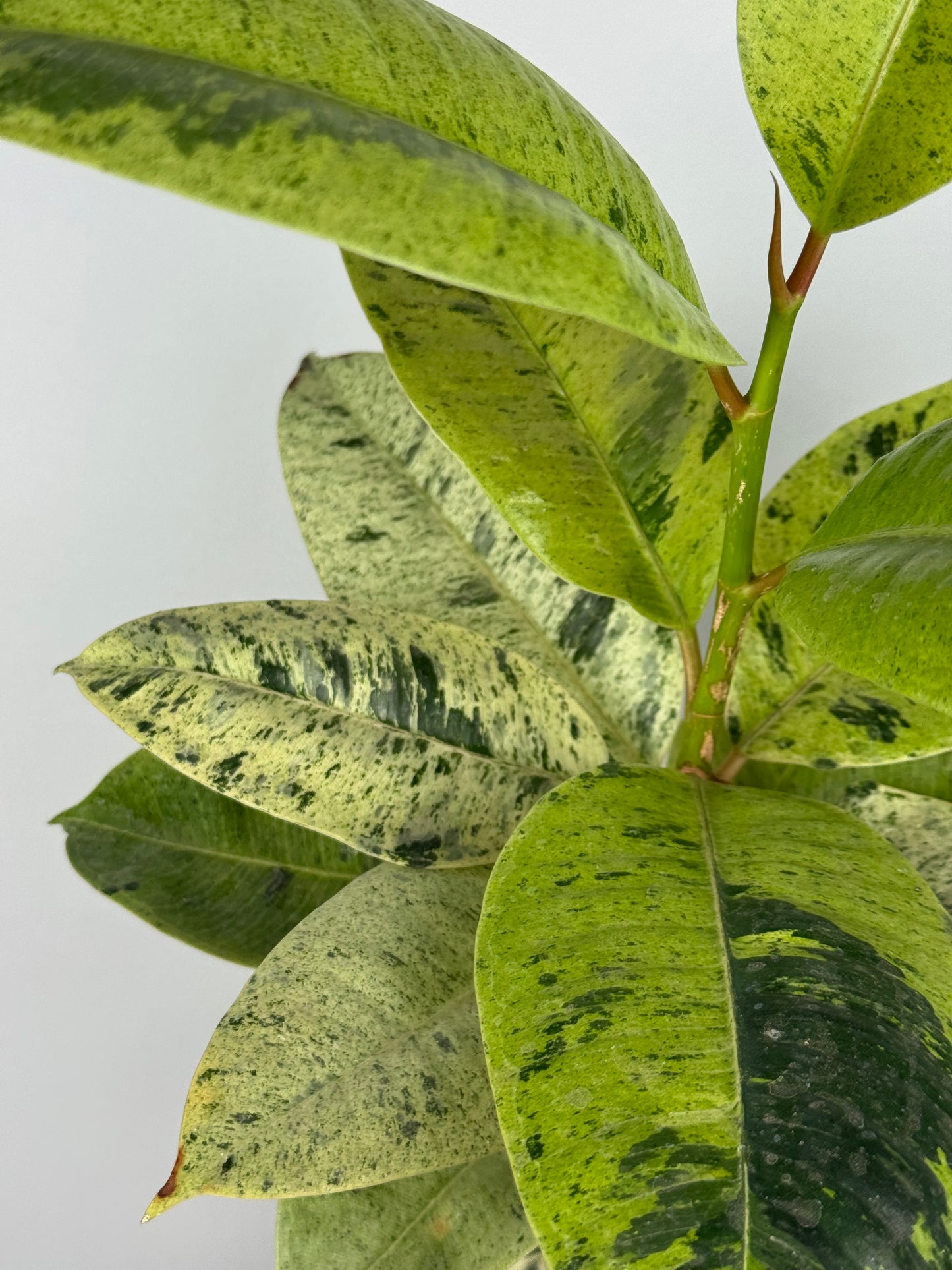 Ficus Shivereana Moonshine