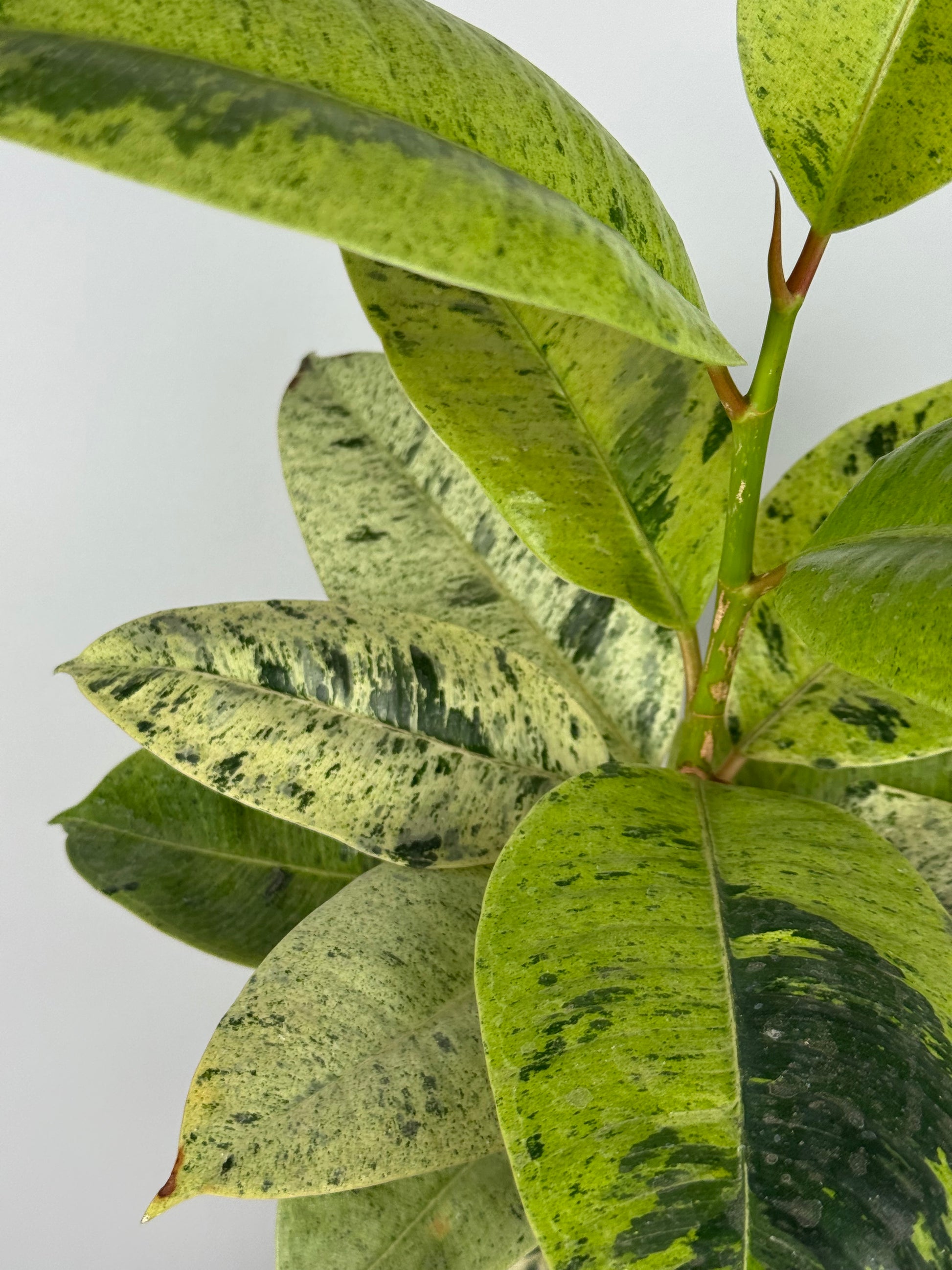 Ficus Shivereana Moonshine