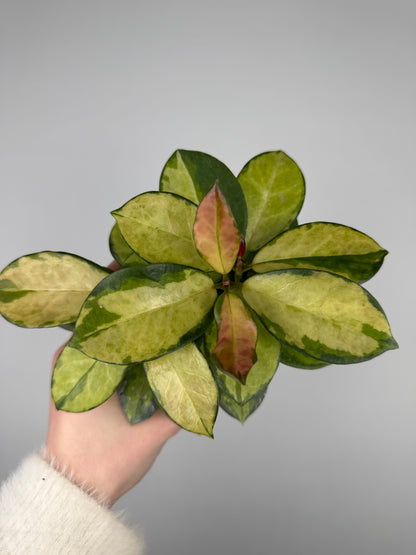 Hoya Australis 'Lisa' Hoya Tropical Corner