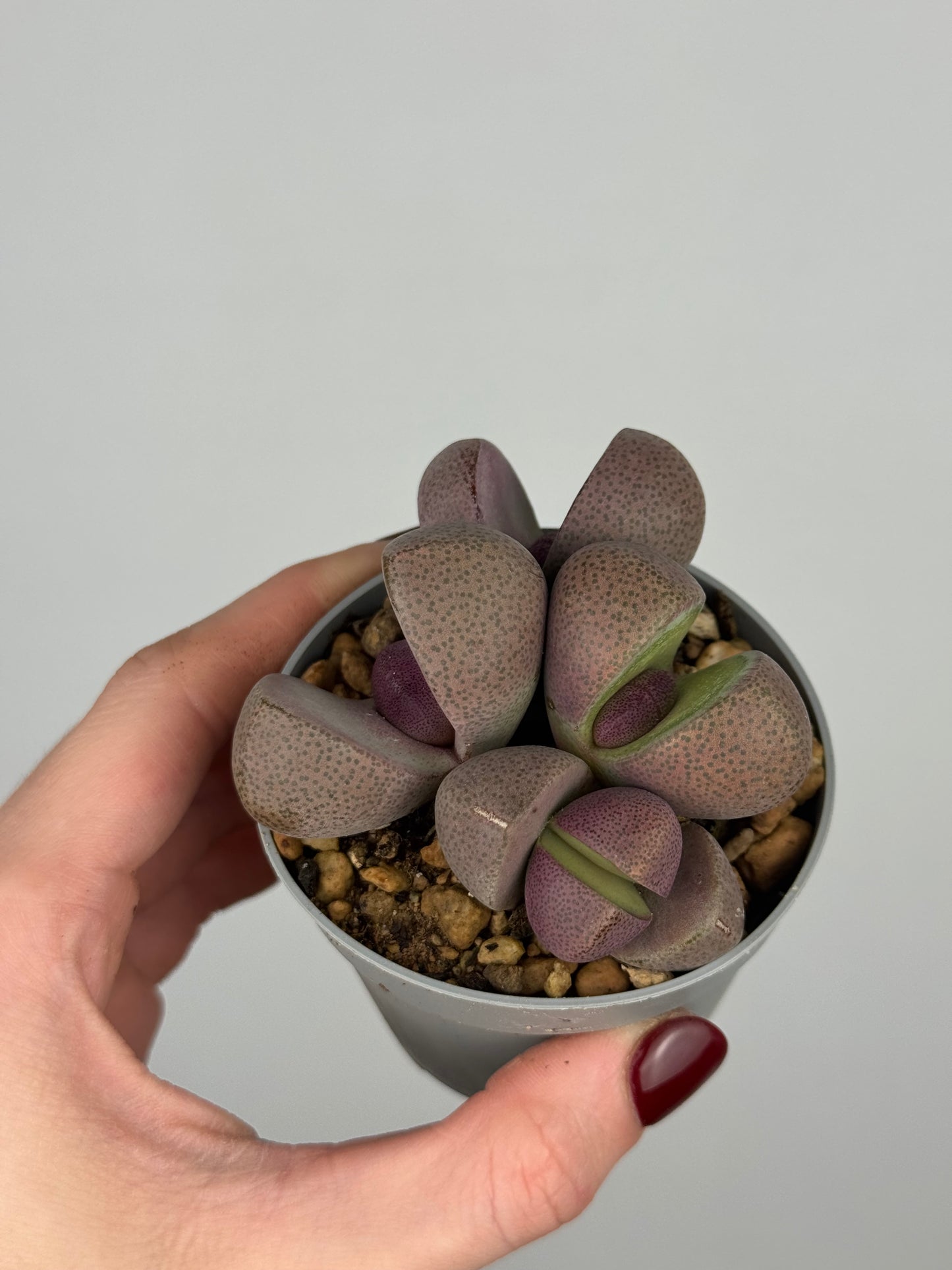 Pleiospilos nelii 'Royal Flush’