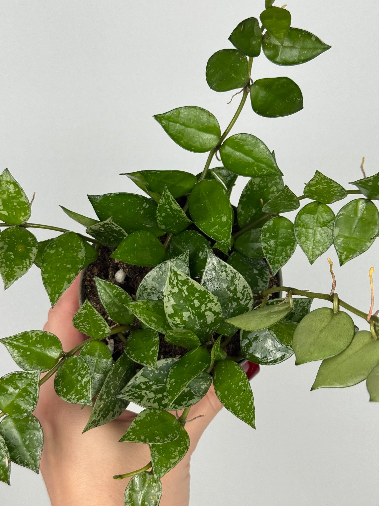 Hoya Krohniana 'Splash'
